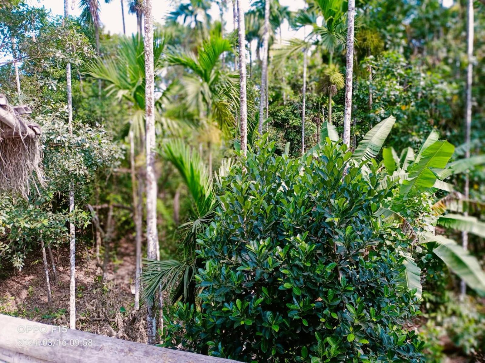Streaming Valley Independent Coffee Estate Stay マディケーリ エクステリア 写真